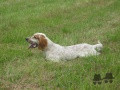 Setter Anglais EOLE DES SAGNES DES MILLE SOURCES Setter Anglais EOLE DES SAGNES DES MILLE SOURCES